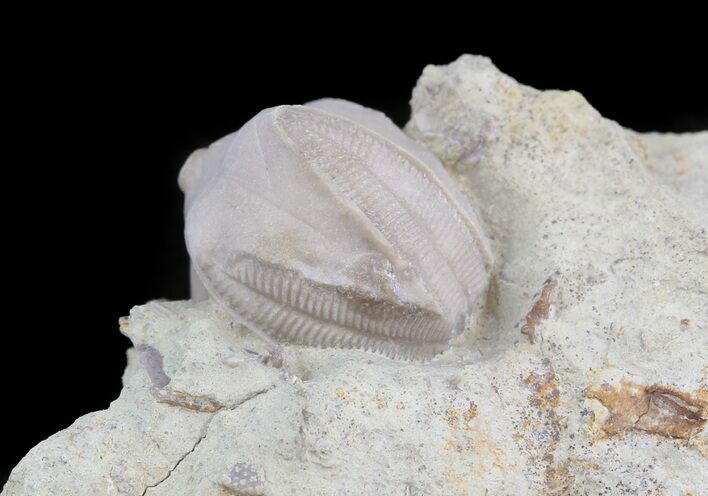 Blastoid (Pentremites) Fossil - Illinois #45024